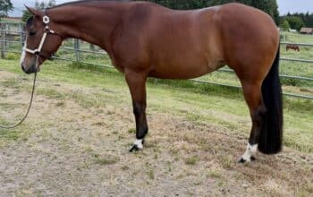 Fancy APHA all around mare