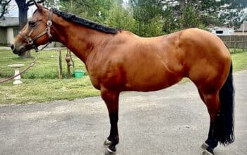 Kid & Novice Friendly All-Around Mare