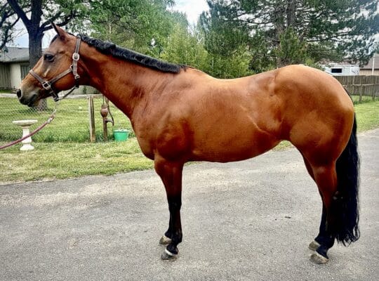 Kid & Novice Friendly All-Around Mare