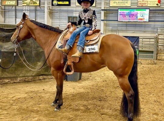 Kid & Novice Friendly All-Around Mare