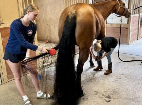 Kid & Novice Friendly All-Around Mare