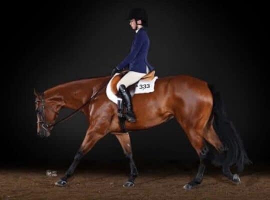 2021 All-Around Mare