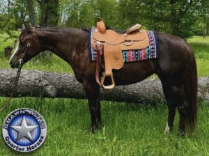 AQHA/APHA Mare by Vitalyzed