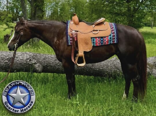 AQHA/APHA Mare by Vitalyzed
