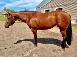 2021 All-Around Mare
