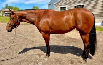 2021 All-Around Mare