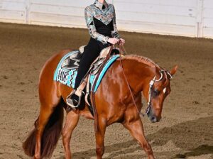 Fancy High End All-Around Gelding