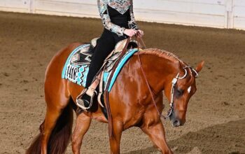 Fancy High End All-Around Gelding