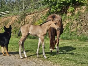 Mightty Mouse colt