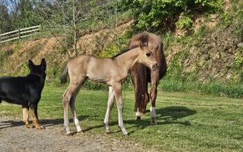 Mightty Mouse colt