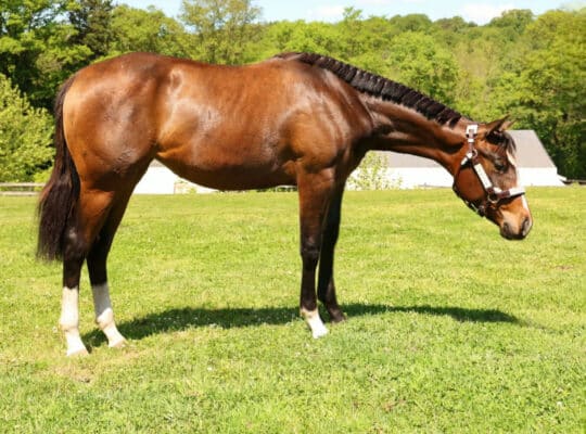 2025 Mightty Mouse filly