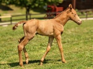 Gold Champagne Colt