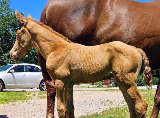 Gold Champagne Colt