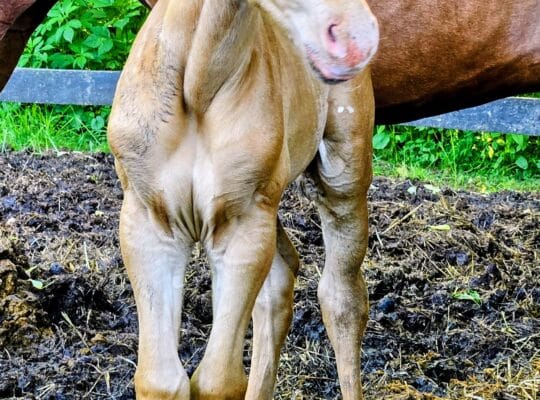 Gold Champagne Colt