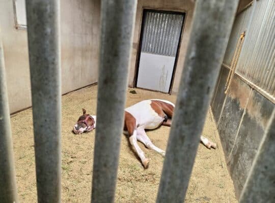 Flashy APHA/PtHA/NSBA Yearling All-Around Prospect