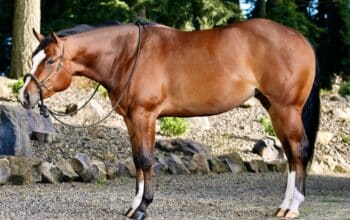 Lazy Loper 3YO All-Around Mare