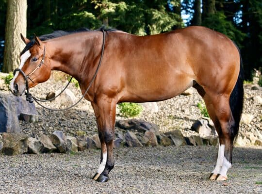 Lazy Loper 3YO All-Around Mare