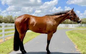 LL Cool Bay x Lazy Loper All-Around Gelding