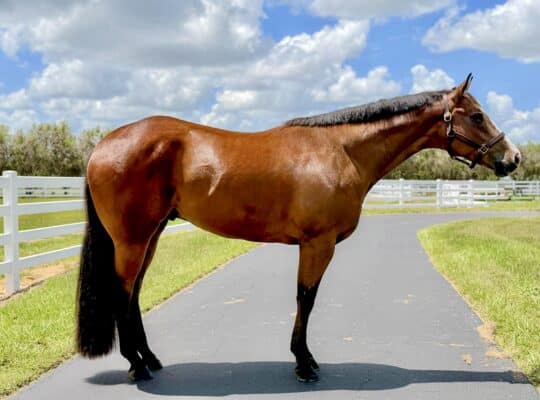 LL Cool Bay x Lazy Loper All-Around Gelding