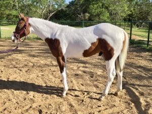 Flashy APHA/PtHA/NSBA Yearling All-Around Prospect