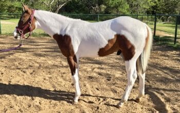 Flashy APHA/PtHA/NSBA Yearling All-Around Prospect