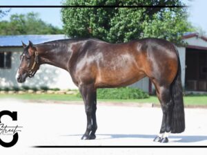 3YO Mare by VS Goodride