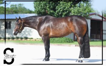 3YO Mare by VS Goodride