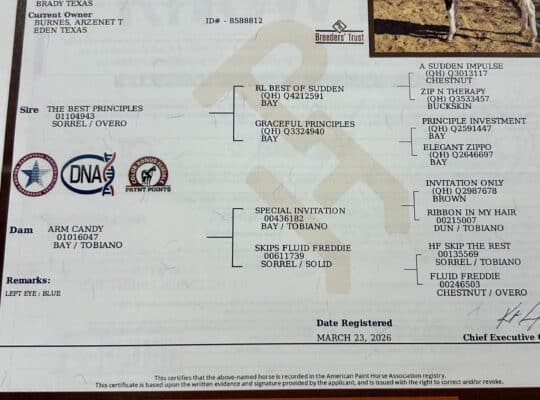 Flashy APHA/PtHA/NSBA Yearling All-Around Prospect