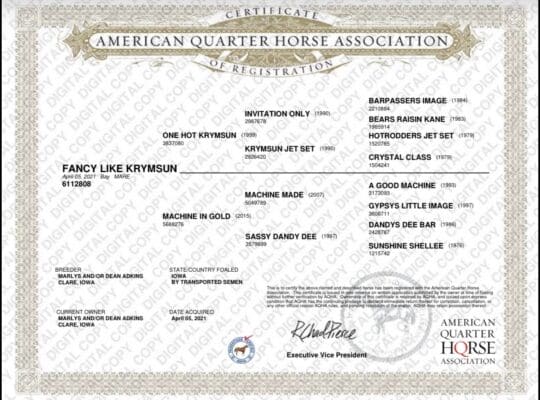 One Hot Krymsun Trail & WP Mare