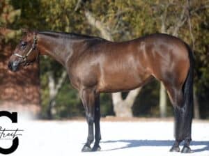 Double AQHA/APHA Heart Stoppin Mare