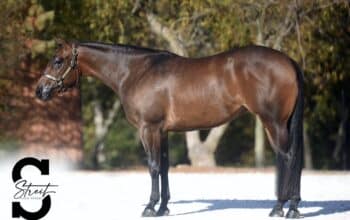 Double AQHA/APHA Heart Stoppin Mare