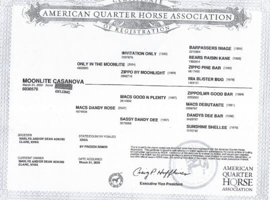 2019 Only In The Moonlite WP Gelding