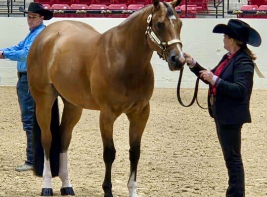 5YO Deluxe Walk-Trot Gelding
