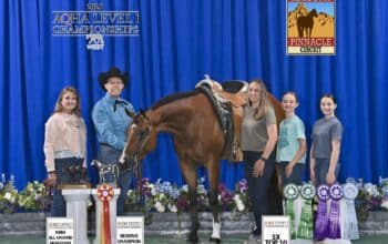 5YO Deluxe Walk-Trot Gelding