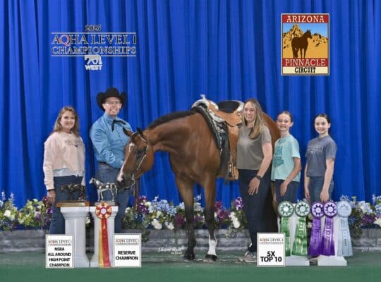 5YO Deluxe Walk-Trot Gelding