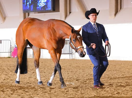 5YO Deluxe Walk-Trot Gelding