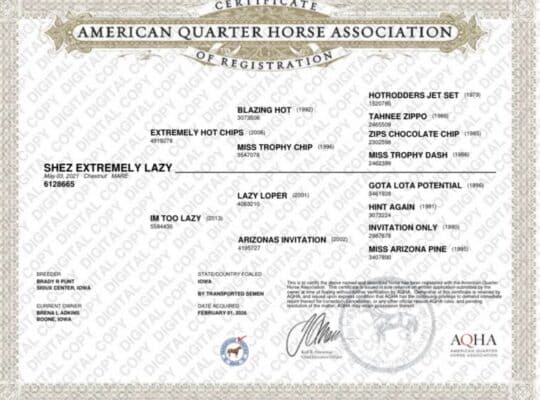 Double AQHA/APHA Extremely Hot Chips Mare