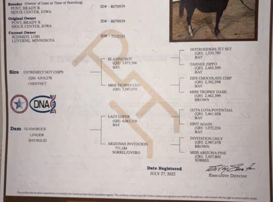 Double AQHA/APHA Extremely Hot Chips Mare
