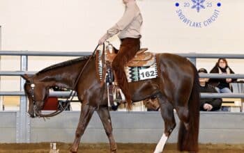 Double AQHA/APHA Extremely Hot Chips Mare