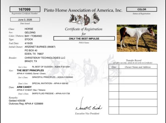 Flashy APHA/PtHA/NSBA Yearling All-Around Prospect