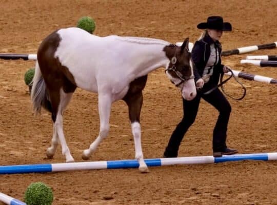Flashy APHA/PtHA/NSBA Yearling All-Around Prospect