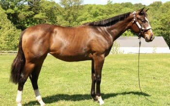 2025 Mightty Mouse filly