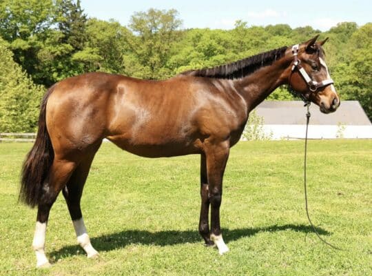 2025 Mightty Mouse filly