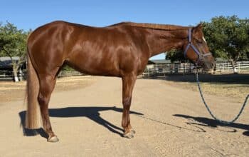 5YO Great Minded How Bout This Cowboy Mare
