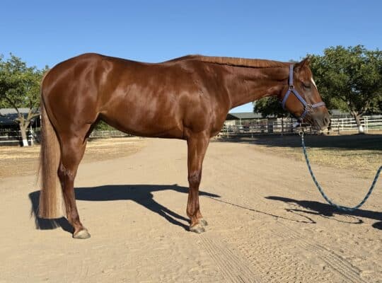 5YO Great Minded How Bout This Cowboy Mare