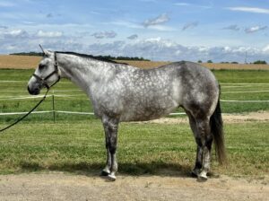 Makin Me Willy Wild Grey Mare