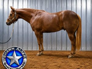 Machine Made 3YO All-Around Prospect