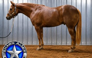 Machine Made 3YO All-Around Prospect