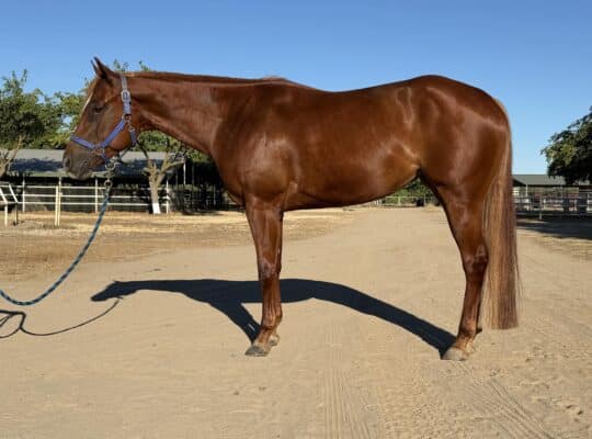 5YO Great Minded How Bout This Cowboy Mare