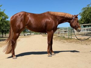 5YO Great Minded How Bout This Cowboy Mare